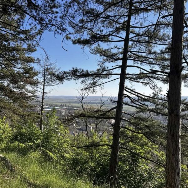 2026-02-07_15-15-27-450